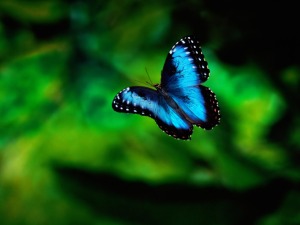 Flying-Blue-Butterfly