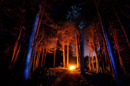 46490814 - dark forest with campfire at night